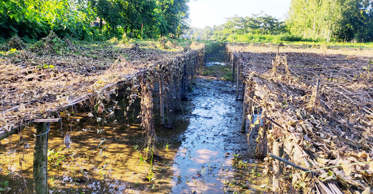 ঢলের পানিতে কুড়িগ্রামে দুইশ হেক্টর জমির সবজিক্ষেত নষ্ট