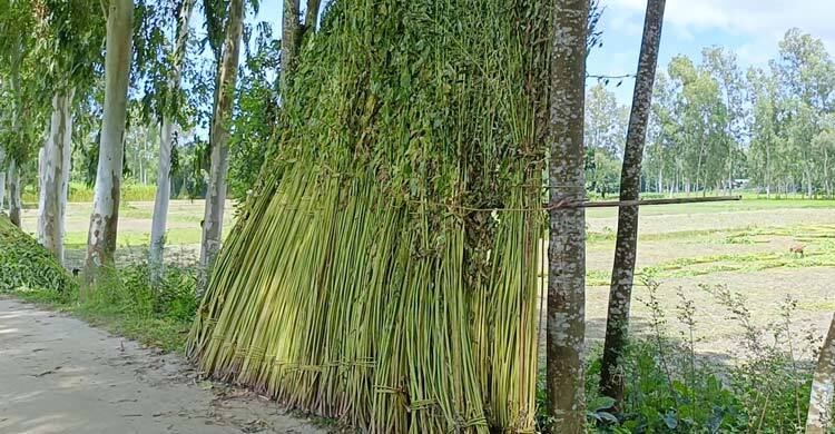 ভর বর্ষায়ও পানিশূন্য খাল-বিল, বিপাকে পাট চাষিরা