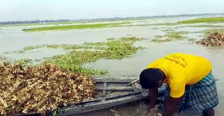 কুড়িগ্রামে তিন নদীর পানি বেড়েছে, প্লাবিত বাদামক্ষেত