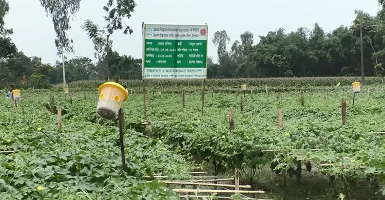 তাপপ্রবাহে টিকে থাকতে নতুন পদ্ধতিতে কৃষকরা