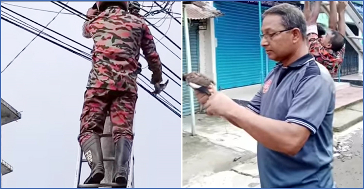 বৈদ্যুতিক তারে আটকা পড়লো শালিক, উদ্ধার করলো ফায়ার সার্ভিস