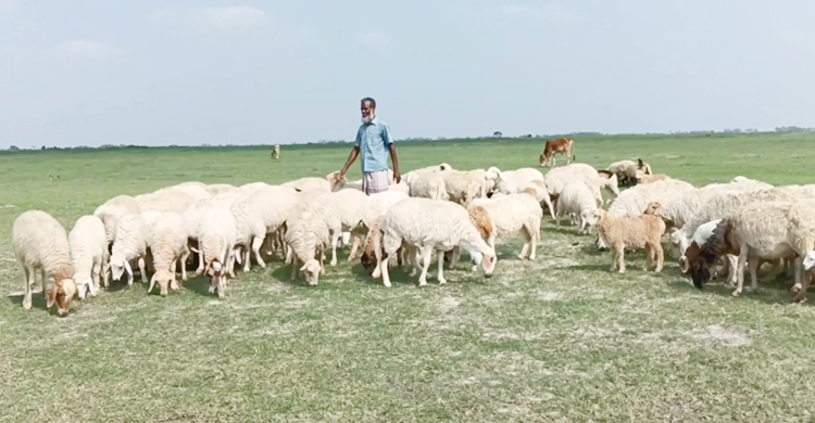 জলবায়ু পরিবর্তনে পেশা বদলাচ্ছেন চরের বাসিন্দারা