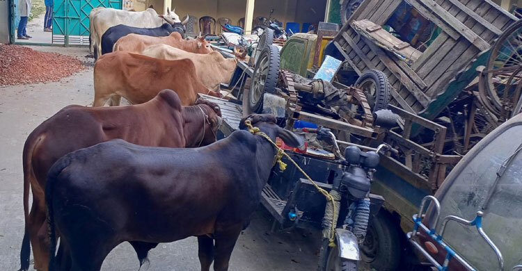 ৬১ লাখের গরু ১৪ লাখে বিক্রির অভিযোগ কাস্টমস কর্মকর্তার বিরুদ্ধে