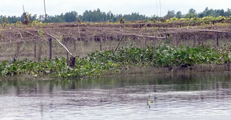 কুড়িগ্রামে বন্যায় পটোল চাষিদের সর্বনাশ