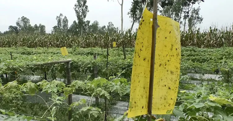 তাপপ্রবাহে টিকে থাকতে নতুন পদ্ধতিতে কৃষকরা