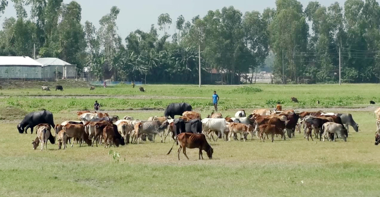 জলবায়ু পরিবর্তনে পেশা বদলাচ্ছেন চরের বাসিন্দারা