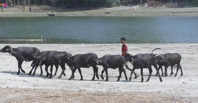 জলবায়ু পরিবর্তনে পেশা বদলাচ্ছেন চরের বাসিন্দারা