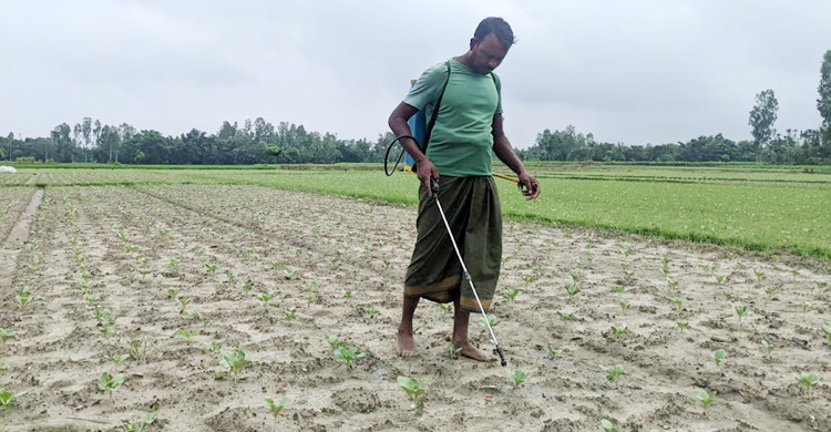সিন্ডিকেটের কবলে সার-বীজ, লাগামহীন মূল্যে দিশাহারা সবজি চাষিরা