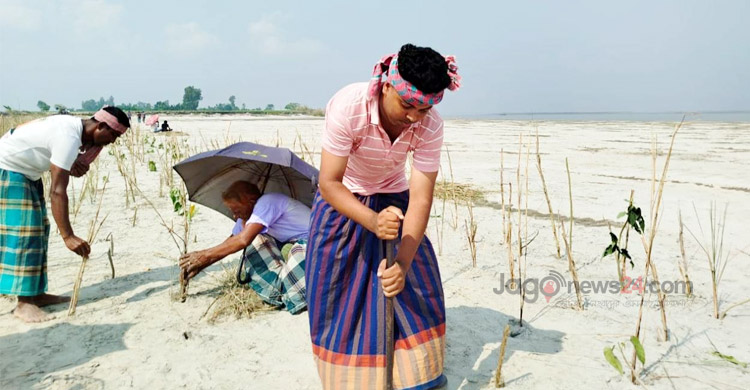 ব্রহ্মপুত্রের ভাঙন ঠেকাতে স্থানীয়দের ‘প্রাকৃতিক বাঁধ’