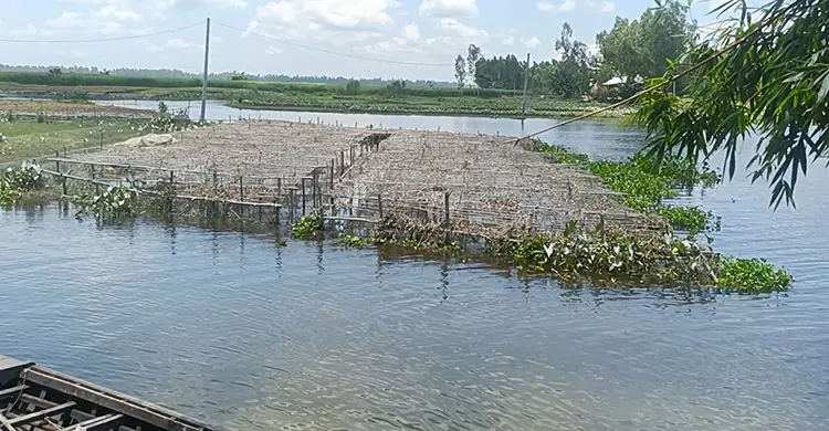 কুড়িগ্রামে বন্যার পানি নামলেও তীব্র হচ্ছে নদীভাঙন