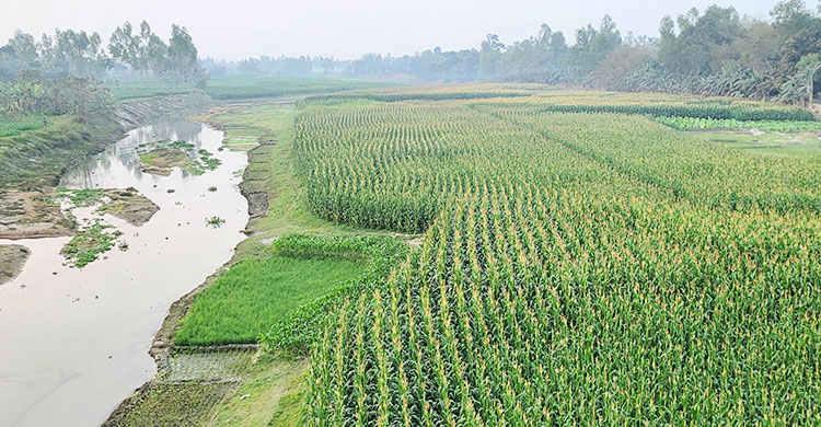 ধরলা-বারোমাসিয়ার ধূ-ধূ বালুচরে সবুজের বিপ্লব