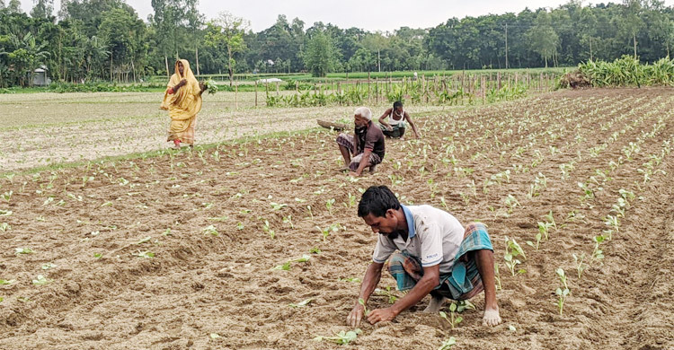 সিন্ডিকেটের কবলে সার-বীজ, লাগামহীন মূল্যে দিশাহারা সবজি চাষিরা