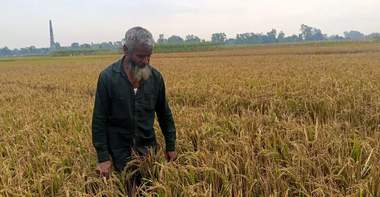 ইটভাটার ধোঁয়ায় ৪০ বিঘা জমির ধান নষ্টের অভিযোগ