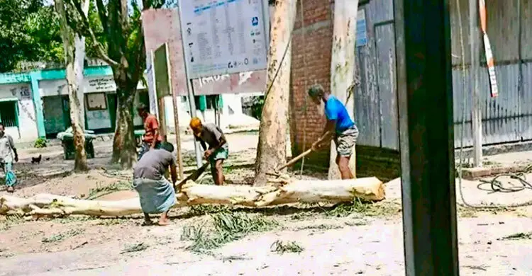 কুড়িগ্রামে ইউপি চেয়ারম্যানের বিরুদ্ধে সরকারি গাছ কাটার অভিযোগ