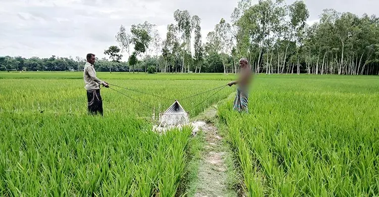 ভূরুঙ্গামারীতে মিলছে না সরকারি সার, বিপাকে কৃষক