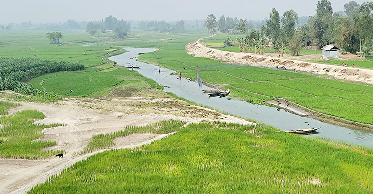 ধরলা-বারোমাসিয়ার ধূ-ধূ বালুচরে সবুজের বিপ্লব