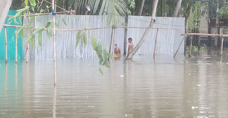 কুড়িগ্রামে তলিয়ে গেছে আমনক্ষেত, টানা বৃষ্টিতে বিপাকে মানুষ