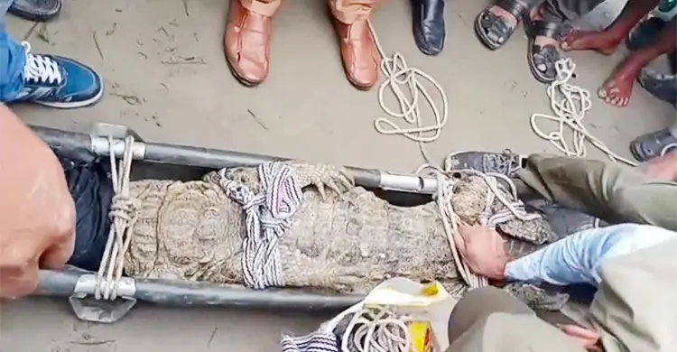 পদ্মায় বড়শিতে ধরা সেই কুমির ১০ ঘণ্টা পর উদ্ধার