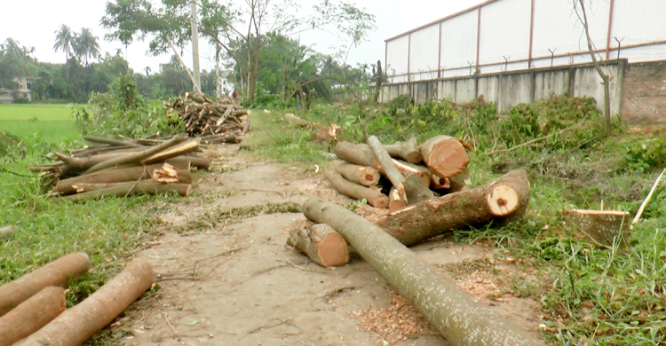 জিকে সেচ প্রকল্পের ছয় শতাধিক গাছ কেটে উজাড়