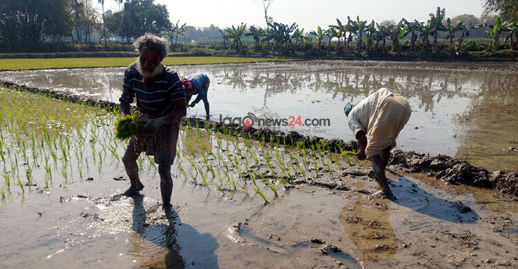 দুই জেলার ধানচাষিদের আশা জাগাচ্ছে জিকে সেচ প্রকল্প