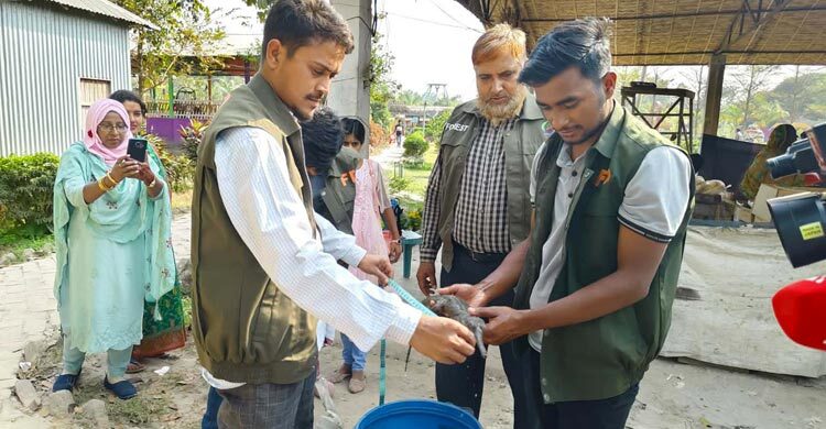 কুষ্টিয়ার ইউটিউব ভিলেজ থেকে বিপন্ন ঘড়িয়াল-কাছিম উদ্ধার