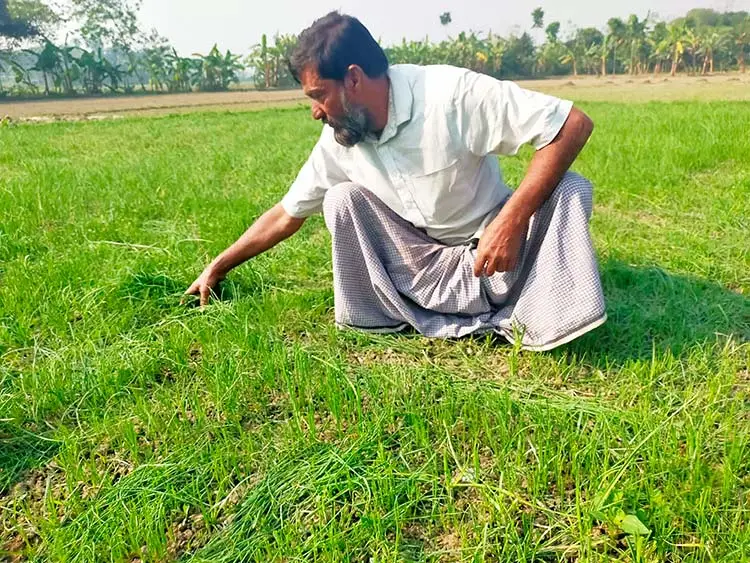 পেঁয়াজের চারা কেটে দিয়েছে দুর্বৃত্তরা, কান্না থামছে না কৃষকের