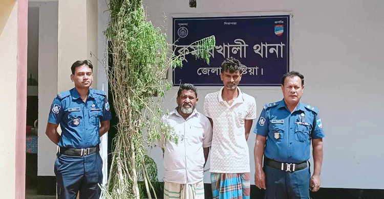 গোপনে বাড়ির আঙিনায় গাঁজা চাষ করতেন তারা