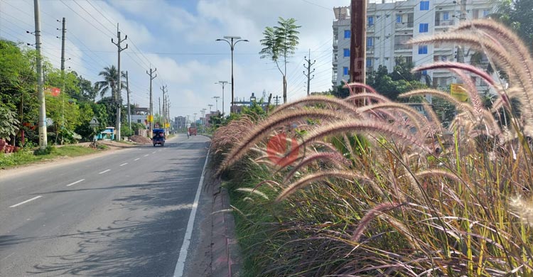 সড়ক বিভাজকে বাহারি ফুলগাছে বদলে গেছে কুষ্টিয়া শহর