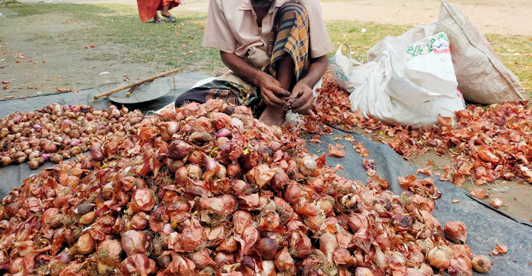 কুষ্টিয়ায় পচা পেঁয়াজের কেজি ১০০