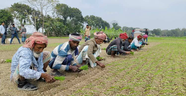 সার সংকটে বিপাকে পেঁয়াজ চাষিরা