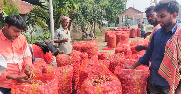 কুষ্টিয়ায় পঁচা পেঁয়াজের কেজি ১০০