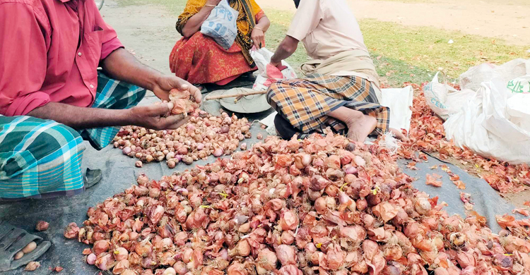 কুষ্টিয়ায় পঁচা পেঁয়াজের কেজি ১০০