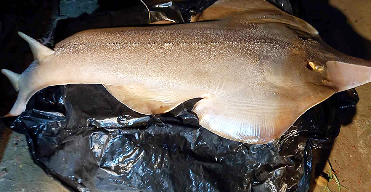 লক্ষ্মীপুরে বাজারে দেখা মিললো মহাবিপন্ন ‘গিটার ফিশ’