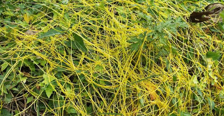 হারিয়ে যাচ্ছে ওষুধি গুণে ভরপুর স্বর্ণলতা