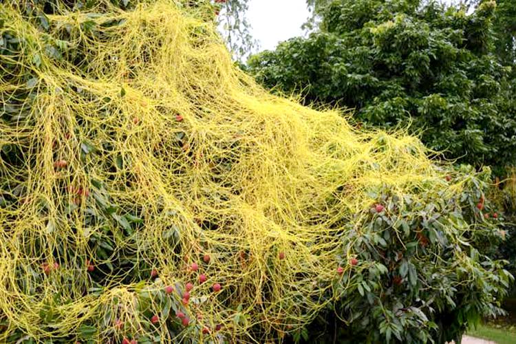 হারিয়ে যাচ্ছে ওষুধি গুণে ভরপুর স্বর্ণলতা