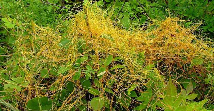 হারিয়ে যাচ্ছে ওষুধি গুণে ভরপুর স্বর্ণলতা