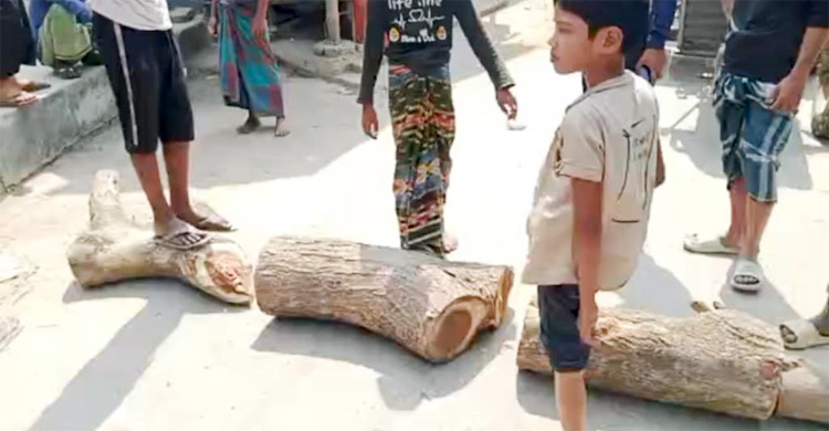 মাটিবাহী ট্রলি চলাচলে বাধা, সড়কে গাছ ফেলে ভাটা শ্রমিকদের বিক্ষোভ