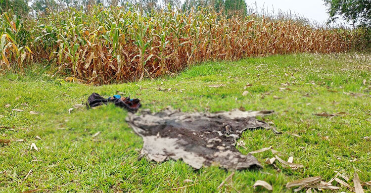 বিএনপি নেতার গরু চুরির পর জবাই করে মাংস নিয়ে গেলো দুর্বৃত্তরা