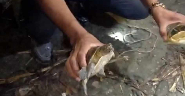 মিরসরাইয়ে পাচারের সময় ৩০০ কচ্ছপ উদ্ধার