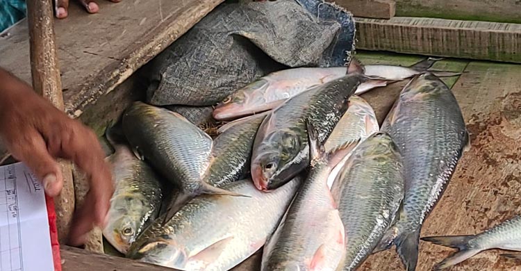 লক্ষ্মীপুরে দাম কমেছে ইলিশের