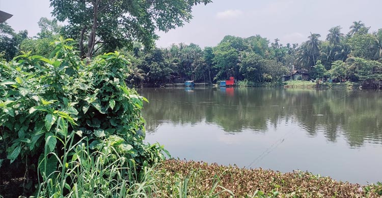 লক্ষ্মীপুরে সরকারি দিঘির ১০ লাখ টাকার মাছ লুট
