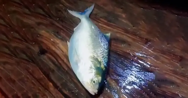 ১০ হাজারে বিক্রি হলো এক ইলিশ