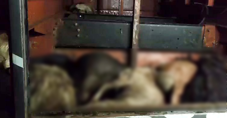 দম বন্ধ হয়ে বাসের বক্সে ৫৫ ছাগলের মৃত্যু