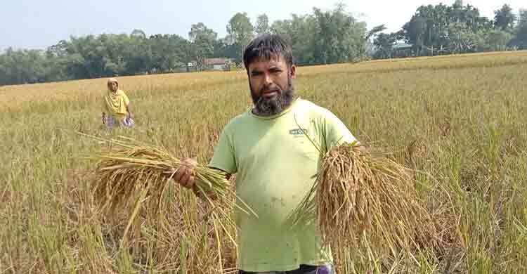 রাতে কৃষকের ধান কেটে নিয়ে গেলো প্রতিপক্ষ
