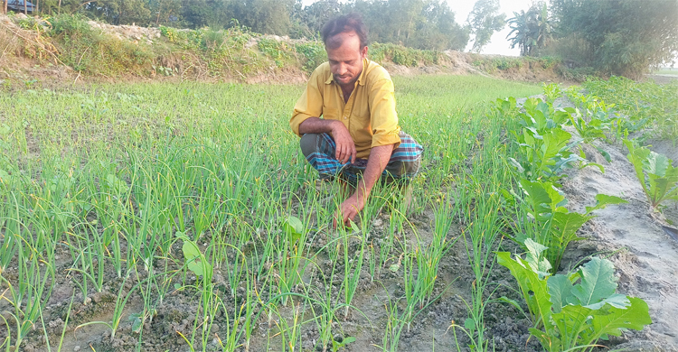আগাম জাতের আলু চাষে কৃষকের মুখে হাসি