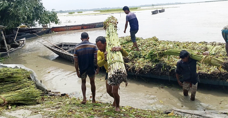 তিস্তার পানি কমছে, স্বাভাবিক জীবনে ফিরছে প্লাবিত মানুষ