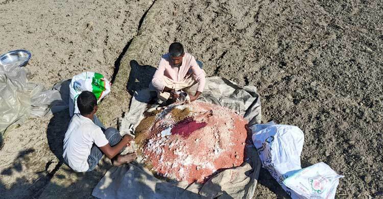 লালমনিরহাটে নন-ইউরিয়া সারের ‘কৃত্রিম’ সংকট, বিপাকে কৃষক