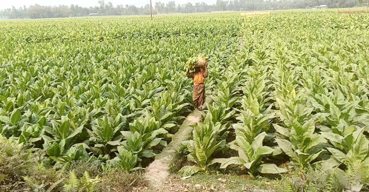 ক্ষতি জেনেও তামাক চাষে ঝুঁকছেন চাষিরা
