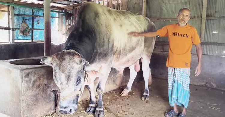 কোরবানির মাঠ কাঁপাতে প্রস্তুত ‘জায়েদ খান’