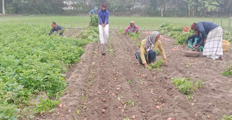 আগাম জাতের আলু চাষে কৃষকের মুখে হাসি